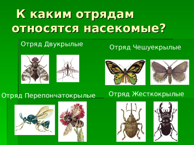  К каким отрядам относятся насекомые? Отряд Двукрылые Отряд Чешуекрылые Отряд Жесткокрылые Отряд Перепончатокрылые 