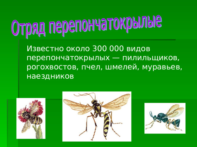 Известно около 300 000 видов перепончатокрылых — пилильщиков, рогохвостов, пчел, шмелей, муравьев, наездников 