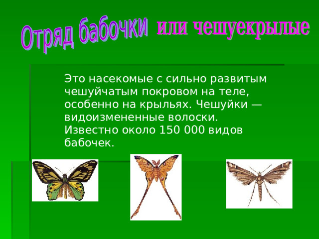 Это насекомые с сильно развитым чешуйчатым покровом на теле, особенно на крыльях. Чешуйки — видоизмененные волоски. Известно около 150 000 видов бабочек.    
