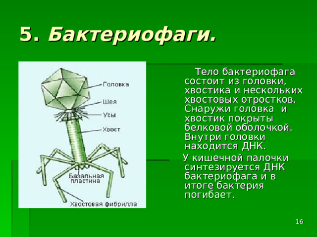 5. Бактериофаги.  Тело бактериофага состоит из головки, хвостика и нескольких хвостовых отростков. Снаружи головка и хвостик покрыты белковой оболочкой. Внутри головки находится ДНК.  У кишечной палочки синтезируется ДНК бактериофага и в итоге бактерия погибает.  