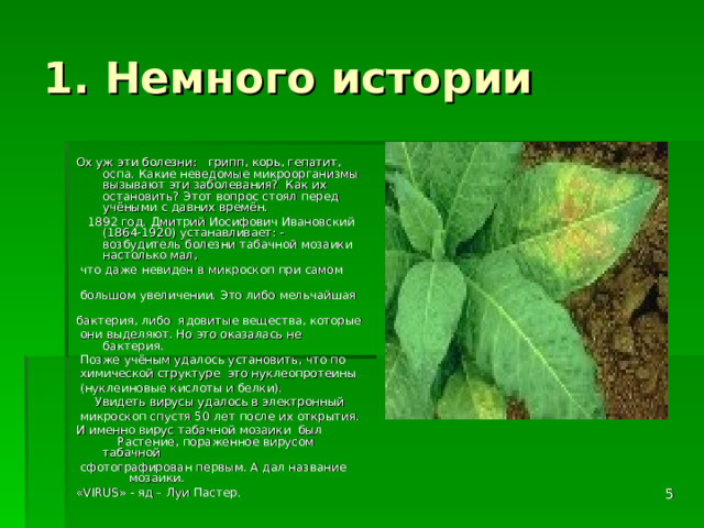 1. Немного истории Ох уж эти болезни: грипп, корь, гепатит, оспа. Какие неведомые микроорганизмы вызывают эти заболевания? Как их остановить? Этот вопрос стоял перед учёными с давних времён.  1892 год. Дмитрий Иосифович Ивановский (1864-1920) устанавливает: - возбудитель болезни табачной мозаики настолько мал,   что даже невиден в микроскоп при самом  большом увеличении. Это либо мельчайшая  бактерия, либо ядовитые вещества, которые  они выделяют. Но это оказалась не бактерия.  Позже учёным удалось установить, что по  химической структуре это нуклеопротеины  (нуклеиновые кислоты и белки).  Увидеть вирусы удалось в электронный  микроскоп спустя 50 лет после их открытия. И именно вирус табачной мозаики был Растение, пораженное вирусом табачной  сфотографирован первым. А дал название мозаики. « VIRUS » - яд – Луи Пастер.  