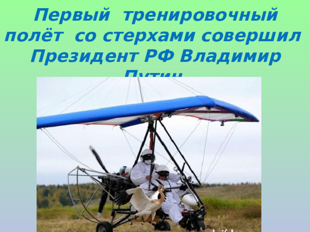 Первый тренировочный полёт со стерхами совершил  Президент РФ Владимир Путин. 