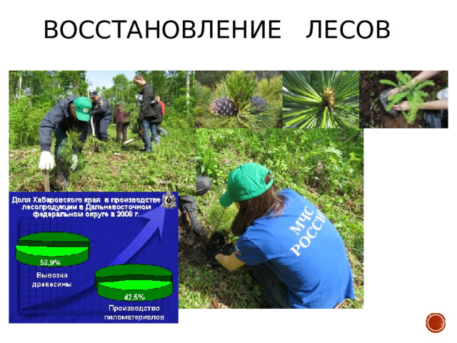Восстановление лесов 