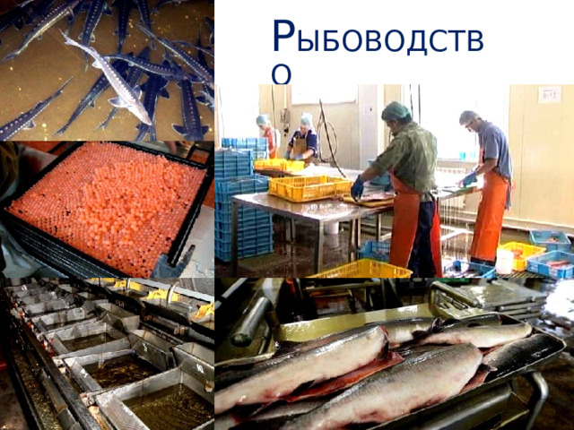 Р ыбоводство 