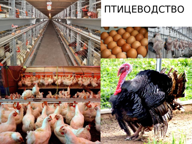 Птицеводство 