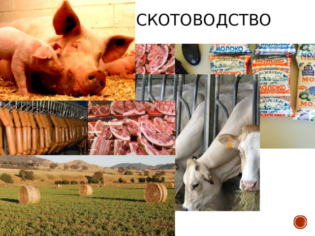 Скотоводство 