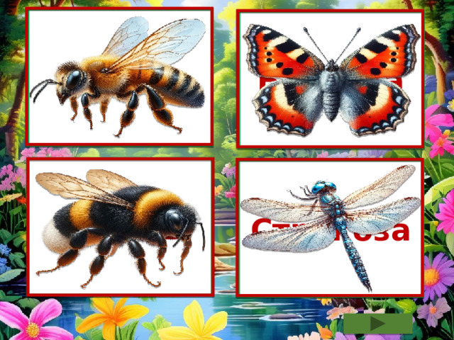 Пчела Бабочка Шмель Стрекоза 