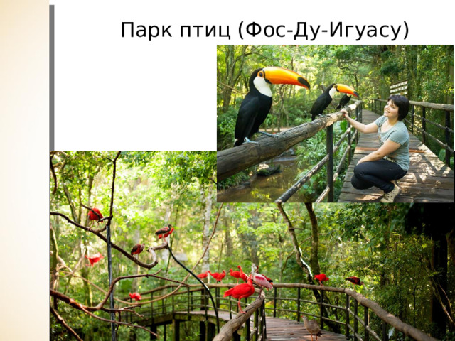 Парк птиц (Фос-Ду-Игуасу) 