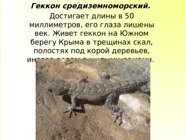 Геккон средиземноморский. Достигает длины в 50 миллиметров, его глаза лишены век. Живет геккон на Южном берегу Крыма в трещинах скал, полостях под корой деревьев, иногда рядом с жилыми домами.  