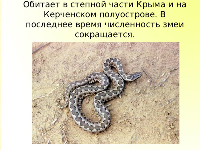 Гадюка степная  Обитает в степной части Крыма и на Керченском полуострове. В последнее время численность змеи сокращается . 