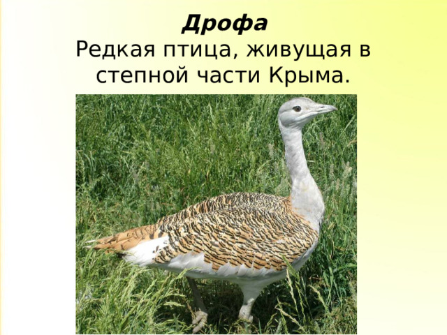 Дрофа  Редкая птица, живущая в степной части Крыма. 