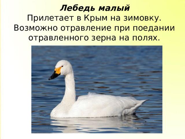 Лебедь малый  Прилетает в Крым на зимовку. Возможно отравление при поедании отравленного зерна на полях.   