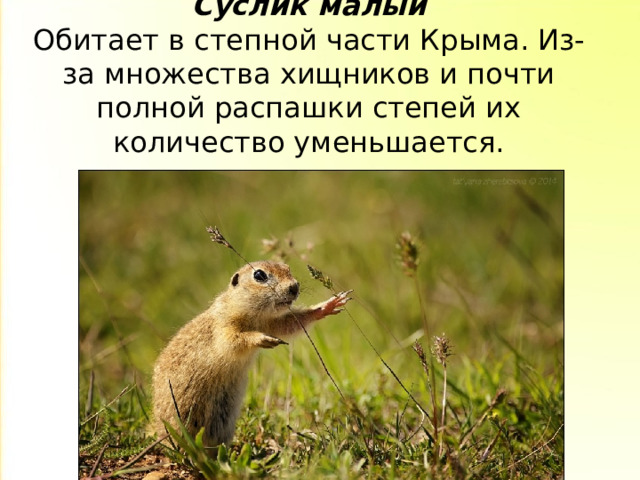 Суслик малый  Обитает в степной части Крыма. Из-за множества хищников и почти полной распашки степей их количество уменьшается. 