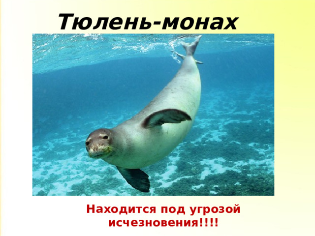 Тюлень-монах Находится под угрозой исчезновения!!!! 