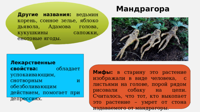 Мандрагора Другие названия: ведьмин корень, сонное зелье, яблоко дьявола, Адамова голова, кукушкины сапожки, енотовые ягоды. Лекарственные свойства: обладает успокаивающим, снотворным и обезболивающим действием, помогает при депрессиях. Мифы: в старину это растение изображали в виде человека, с листьями на голове, порой рядом рисовали собаку на цепи. Считалось, что тот, кто выкопает это растение – умрет от стона издаваемого от мандрагоры. 