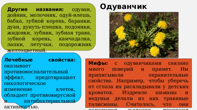 Одуванчик Другие названия: одуван, дойник, молочник, одуй-илешь, бабка, зубной корень, баранки, дуан, дунуть-плешка, подоянки, жидовки, зубник, зубная трава, зубной корень, камчадалка, лапки, летучки, подорожник желтоцветный. Лечебные свойства: оказывает противовоспалительный эффект, предотвращает онкологическое изменение клеток, обладает противовирусной и антибактериальной активностью. Мифы: с одуванчиками связано много поверий и примет. Им приписывали охранительные свойства. Например, чтобы уберечь от сглаза их раскладывали у детских кроваток. Издревле шаманы и ведуньи делали из них травяные талисманы. Считалось, что они исполняют желания, помогают преодолеть препятствия, достичь успеха в делах. 