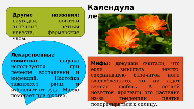 Календула лекарственная Другие названия: наугадки, ноготки аптечные, летняя невеста, фермерские часы. Лекарственные свойства: широко используется при лечение воспалений и инфекций. Настойка заживляет раны и избавляет от зуда. Масло помогает при ожогах. Мифы: д евушки считали, что если выкопать землю, сохранившую отпечаток ноги возлюбленного, то их ждет вечная любовь. А летней невестой прозвали это растение из-за тенденции цветка поворачиваться к солнцу. 