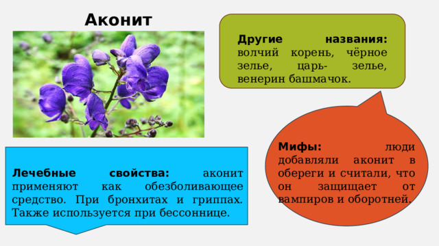 Аконит Другие названия: волчий корень, чёрное зелье, царь- зелье, венерин башмачок. Мифы: люди добавляли аконит в обереги и считали, что он защищает от вампиров и оборотней. Лечебные свойства: аконит применяют как обезболивающее средство. При бронхитах и гриппах. Также используется при бессоннице. 