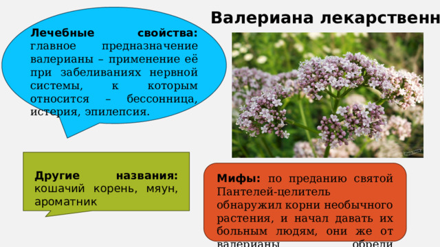 Валериана лекарственная Лечебные свойства: главное предназначение валерианы – применение её при забеливаниях нервной системы, к которым относится – бессонница, истерия, эпилепсия. Другие названия: кошачий корень, мяун, ароматник Мифы: по преданию святой Пантелей-целитель обнаружил корни необычного растения, и начал давать их больным людям, они же от валерианы обрели успокоение. 