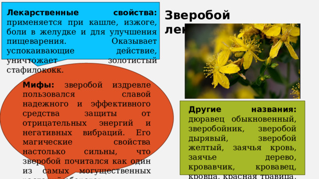 Лекарственные свойства: применяется при кашле, изжоге, боли в желудке и для улучшения пищеварения. Оказывает успокаивающие действие, уничтожает золотистый стафилококк. Зверобой лекарственный Мифы: зверобой издревле пользовался славой надежного и эффективного средства защиты от отрицательных энергий и негативных вибраций. Его магические свойства настолько сильны, что зверобой почитался как один из самых могущественных растений-оберегов.   Другие названия: дюравец обыкновенный, зверобойник, зверобой дырявый, зверобой желтый, заячья кровь, заячье дерево, кровавчик, кровавец, кровца, красная травица, хворобой. 