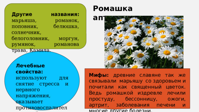 Ромашка аптечная Другие названия : марьяша, романок, поповник, белюшка, солнечник, белоголовник, моргун, румянок, романова трава, Камила. Лечебные свойства: используют для снятие стресса и нервного напряжения, оказывает противовоспалительное действие. Мифы: древние славяне так же связывали марьяшу со здоровьем и почитали как священный цветок. Ведь ромашкой издревле лечили простуду, бессонницу, ожоги, артрит, заболевания печени и многие другие болезни. 