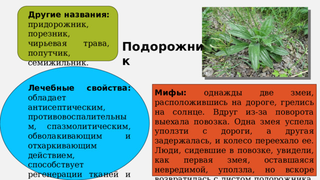 Другие названия: придорожник, порезник, чирьевая трава, попутчик, семижильник. Подорожник Лечебные свойства: обладает антисептическим, противовоспалительным, спазмолитическим, обволакивающим и отхаркивающим действием, способствует регенерации тканей и активирует желудочную секрецию. Мифы: однажды две змеи, расположившись на дороге, грелись на солнце. Вдруг из-за поворота выехала повозка. Одна змея успела уползти с дороги, а другая задержалась, и колесо переехало ее. Люди, сидевшие в повозке, увидели, как первая змея, оставшаяся невредимой, уползла, но вскоре возвратилась с листом подорожника, которым исцелила пострадавшую. 