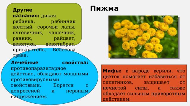 Пижма Другие названия:  дикая рябинка, рябинник жёлтый, сорочьи лапы, пуговичник, чашечник, ранник, райцвет, девятуха, девятибрат, приворотень, Велесова трава. Лечебные свойства: противопаразитарное действие, обладают мощными противовирусными свойствами. Борется с депрессией и нервным напряжением. Мифы: в народе верили, что цветок помогает избавиться от сплетников, защищает от нечистой силы, а также обладает сильным приворотным действием.   