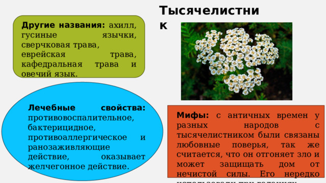 Тысячелистник Другие названия: ахилл, гусиные язычки, сверчковая трава, еврейская трава, кафедральная трава и овечий язык. Лечебные свойства: противовоспалительное, бактерицидное, противоаллергическое и ранозаживляющие действие, оказывает желчегонное действие. Мифы: с античных времен у разных народов с тысячелистником были связаны любовные поверья, так же считается, что он отгоняет зло и может защищать дом от нечистой силы. Его нередко использовали при гаданиях. 