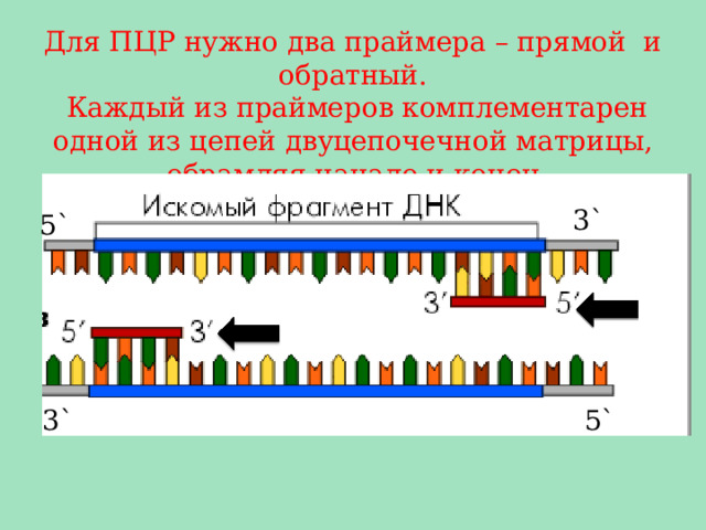 Для ПЦР нужно два праймера – прямой и обратный.  Каждый из праймеров комплементарен одной из цепей двуцепочечной матрицы, обрамляя начало и конец амплифицируемого участка. 3` 5` 5` 3` 