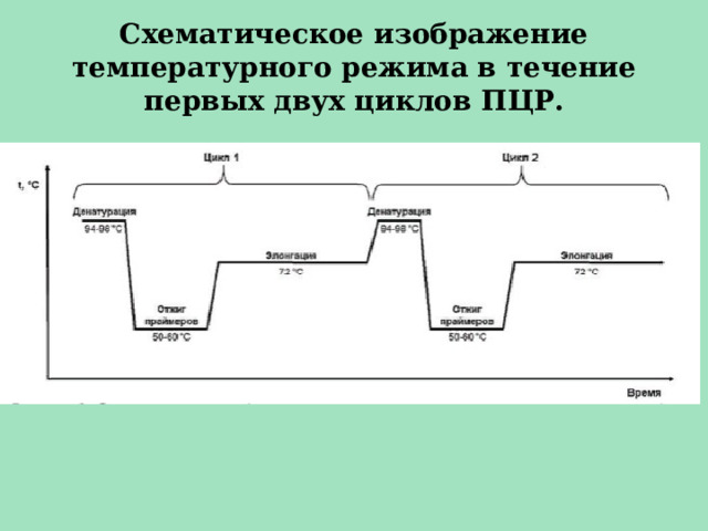 Схематическое изображение температурного режима в течение первых двух циклов ПЦР. 