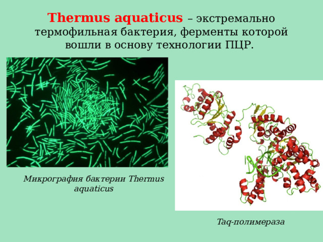 Thermus aquaticus – экстремально термофильная бактерия, ферменты которой вошли в основу технологии ПЦР. Микрография бактерии Thermus aquaticus Taq-полимераза 