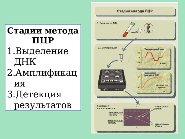 Стадии метода ПЦР Выделение ДНК Амплификация Детекция результатов 