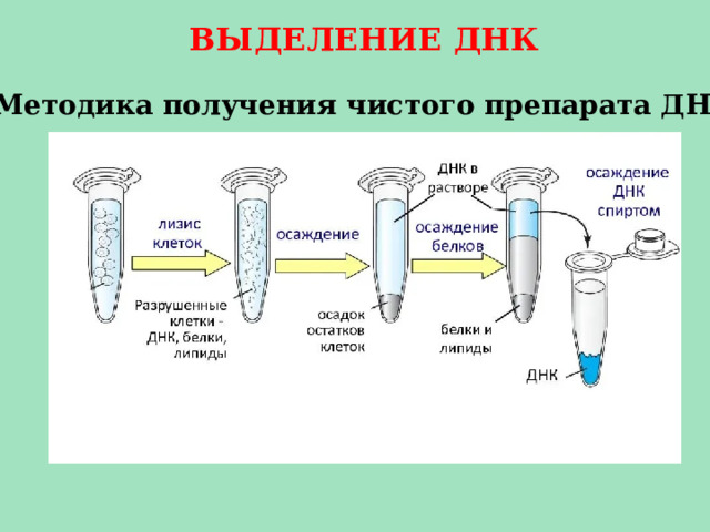 ВЫДЕЛЕНИЕ ДНК Методика получения чистого препарата ДНК 