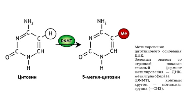 Метилирование цитозинового основания ДНК. Зеленым овалом со стрелкой показан главный фермент метилирования — ДНК-метилтрансфера́за (DNMT), красным кругом — метильная группа (—СН3). 