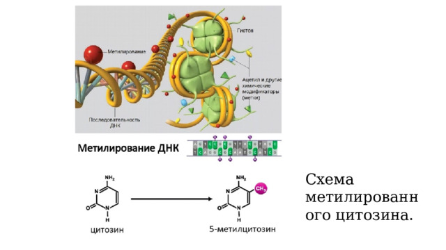 Схема метилированного цитозина. 