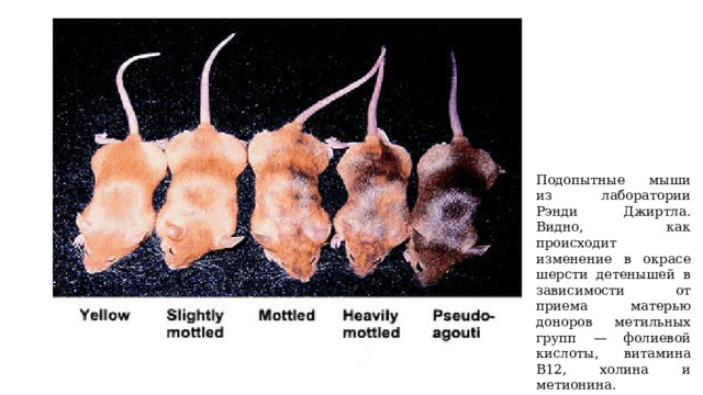 Подопытные мыши из лаборатории Рэнди Джиртла. Видно, как происходит изменение в окрасе шерсти детенышей в зависимости от приема матерью доноров метильных групп — фолиевой кислоты, витамина В12, холина и метионина. 
