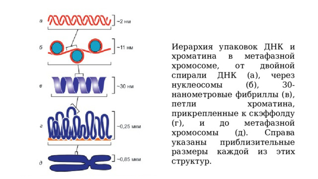 Иерархия упаковок ДНК и хроматина в метафазной хромосоме, от двойной спирали ДНК (а), через нуклеосомы (б), 30-нанометровые фибриллы (в), петли хроматина, прикрепленные к скэффолду (г), и до метафазной хромосомы (д). Справа указаны приблизительные размеры каждой из этих структур. 