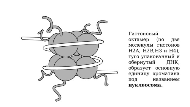 Гистоновый октамер (по две молекулы гистонов Н2А, Н2В,H3 и Н4), туго упакованный и обернутый ДНК, образует основную единицу хроматина под названием нуклеосома. 