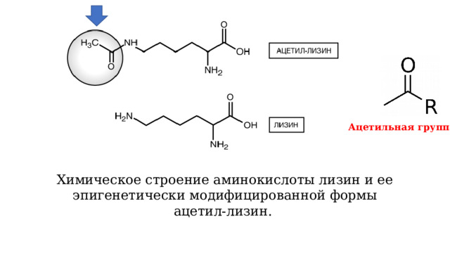 Ацетильная группа Химическое строение аминокислоты лизин и ее эпигенетически модифицированной формы ацетил-лизин. 