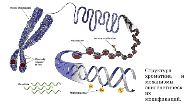 Структура хроматина и механизмы эпигенетических модификаций. 