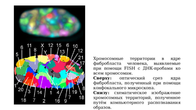 Хромосомные территории в ядре фибробласта человека, выявляемые при помощи FISH с ДНК-пробами ко всем хромосомам. Сверху: оптический срез ядра фибробласта, полученный при помощи конфокального микроскопа. Снизу: схематическое изображение хромосомных территорий, полученное путём компьютерного распознавания образов. 