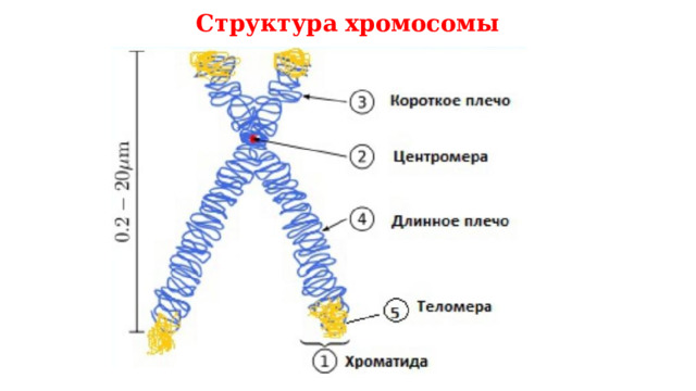 Структура хромосомы 