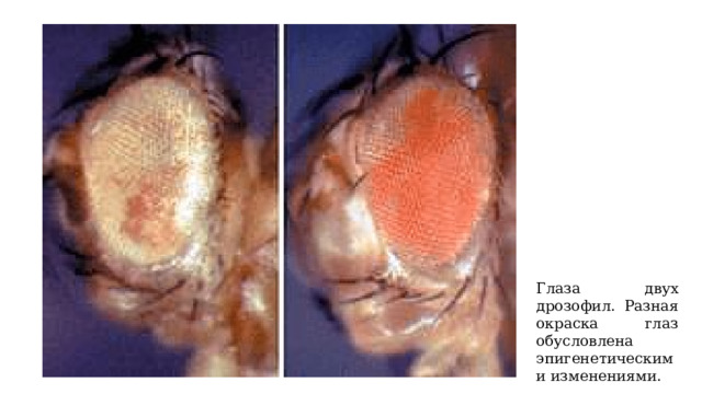 Глаза двух дрозофил. Разная окраска глаз обусловлена эпигенетическими изменениями. 