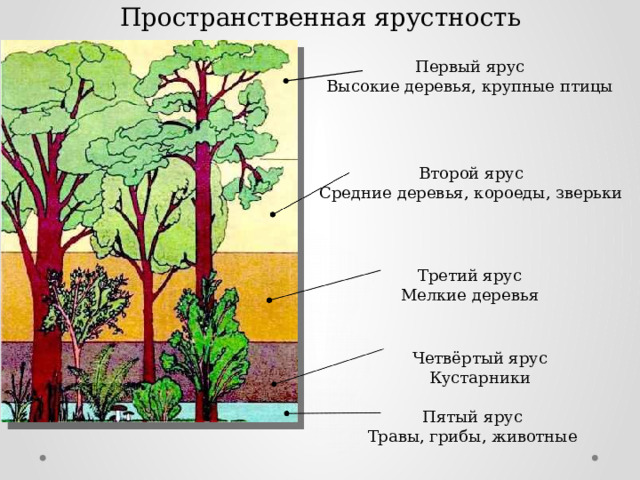 Пространственная ярустность Первый ярус Высокие деревья, крупные птицы Второй ярус Средние деревья, короеды, зверьки Третий ярус Мелкие деревья Четвёртый ярус Кустарники Пятый ярус Травы, грибы, животные 