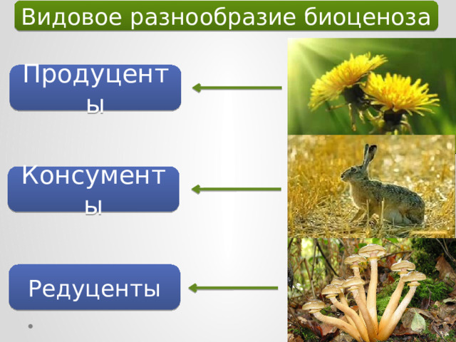 Видовое разнообразие биоценоза Продуценты Консументы Редуценты 