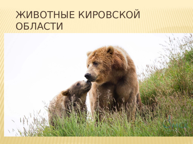 Животные Кировской области 