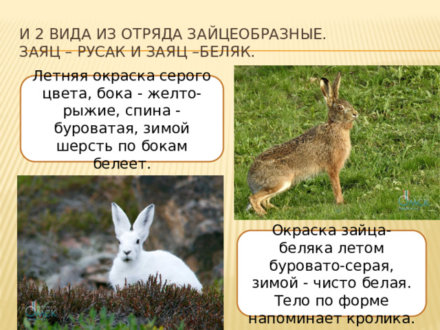 и 2 вида из отряда Зайцеобразные.  Заяц – русак и заяц –беляк. Летняя окраска серого цвета, бока - желто-рыжие, спина - буроватая, зимой шерсть по бокам белеет. Окраска зайца-беляка летом буровато-серая, зимой - чисто белая. Тело по форме напоминает кролика. 
