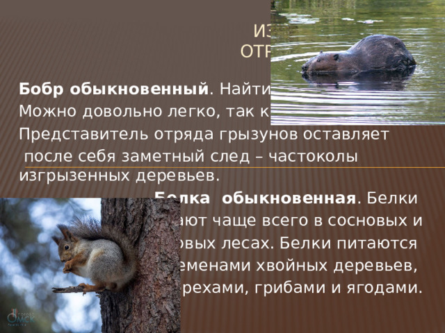  Из них 24 вида  отряда Грызуны. Бобр обыкновенный . Найти бобра Можно довольно легко, так как этот Представитель отряда грызунов оставляет  после себя заметный след – частоколы изгрызенных деревьев. Белка обыкновенная . Белки обитают чаще всего в сосновых и  кедровых лесах. Белки питаются семенами хвойных деревьев, орехами, грибами и ягодами. 