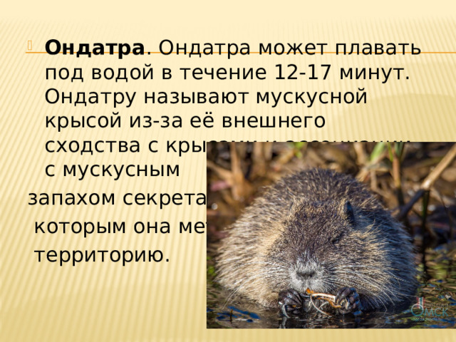 Ондатра . Ондатра может плавать под водой в течение 12-17 минут. Ондатру называют мускусной крысой из-за её внешнего сходства с крысами и ассоциации с мускусным запахом секрета,  которым она метит  территорию. 
