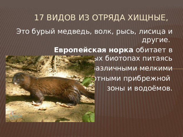 17 видов из отряда Хищные,   Это бурый медведь, волк, рысь, лисица и другие. Европейская норка обитает в околоводных биотопах питаясь различными мелкими животными прибрежной зоны и водоёмов. 